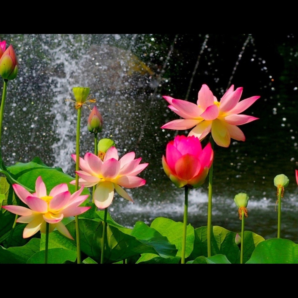 Meet your Posher, Judith